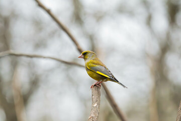 Fototapeta premium Green Finch sitting on a branch