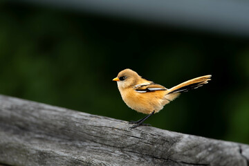Bearded Tit © Michael