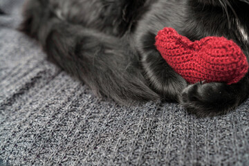 Red knitted heart in the paws of a cat. a gray and black fluffy cat for Valentine's Day or postcard. Textured background with a cat. copy space. Valentine valentine's day, lovers day, love concept