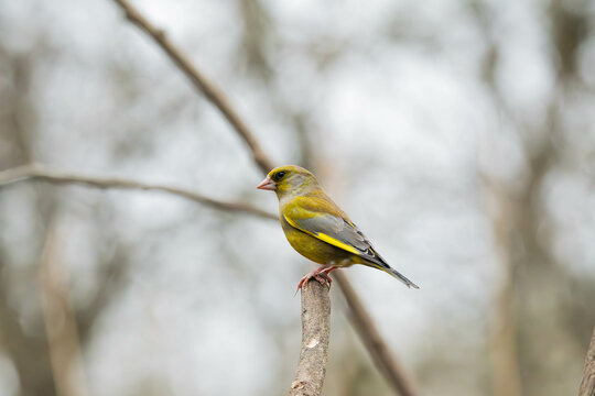 Green Finch sitting on a branch
