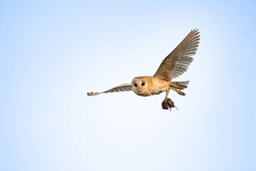 Barn Owl