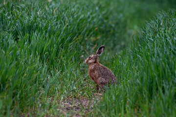 Brown Hare