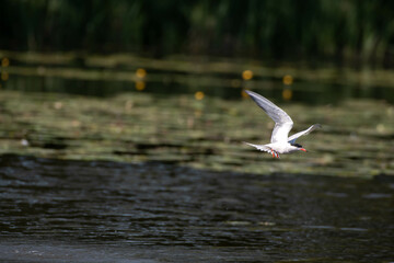 Common Tern
