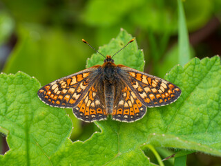 Marsh Fritillary Resting with its Wings Open