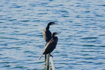 Two great cormorants standing on metal fence by the lake