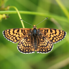 Glanville Fritillary Resting With its Wings Open