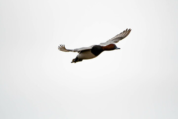 Pochard
