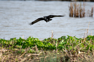 Crow