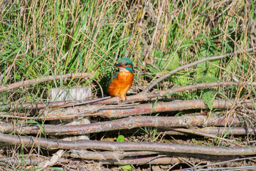 kingfisher on the branch