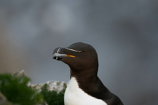 Razorbill