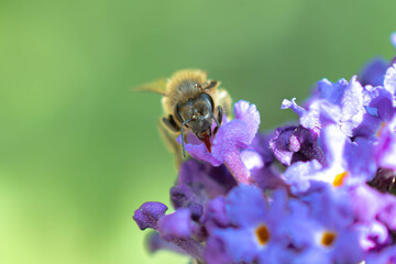 bee on a flower