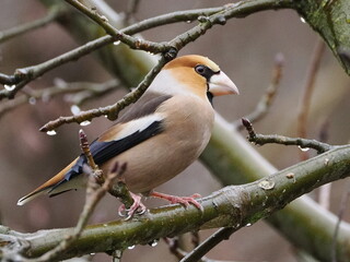 Grubodziób (Coccothraustes coccothraustes) wśród gałęzi jabłoni (Malus) rosnącej w ogrodzie