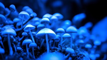 Enchanted Forest Fungi: A Vibrant Blue Macro Photography