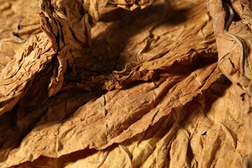 Dried tobacco leaves as background, closeup view