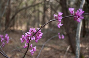 Obraz premium Eastern Redbud