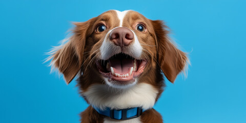 portrait of white and brown dog with blue collar, , isolated on a solid blue background