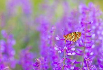 big butterfly on pink flower, Freyer’s Fritillary, Melitaea arduinna