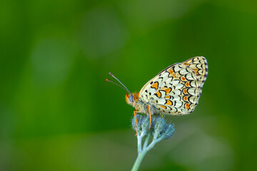 Closeup of a knapweed fritillary, Melitaea phoebe, butterfly resting and pollinating in bright sunlight.