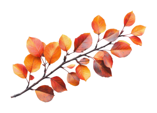 Vibrant autumn branch on nature high fidelity studio environment focused concept isolated on transparent background png