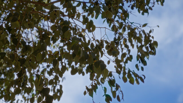 Sunlight filters through branches of ziziphus jujuba showcasing lush green leaves against a bright blue sky in murcia spain creating a serene outdoor scene with vibrant natural colors