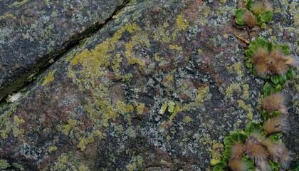 macro close-up of moss and lichen textures on weathered rock with fluffy seed pods, perfect for natural backgrounds or organic designs

