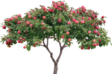 Apple tree isolated on white background PNG