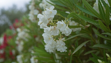 Fototapeta premium White oleander, nerium oleander, flowers surrounded by green leaves in an outdoor garden in mallorca, balearic islands, under natural light.