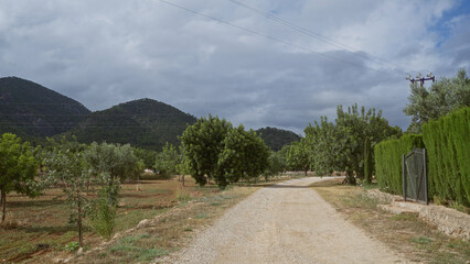 Rural landscape with a gravel road flanked by almond trees and cypresses in mallorca under a cloudy sky with mountains in the background