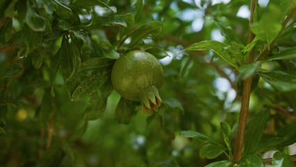 Closeup of an unripe pomegranate on a tree branch in mallorca, balearic islands, showcasing vibrant green foliage and fruit.