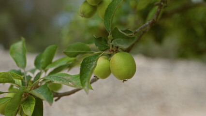 Green silene vulgaris leaves and fruits on a branch outdoors in mallorca, balearic islands, spain, illustrating natural beauty in a mediterranean setting.