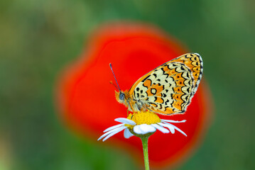 Obraz premium red butterfly on daisy flowers (Melitaea arduinna)