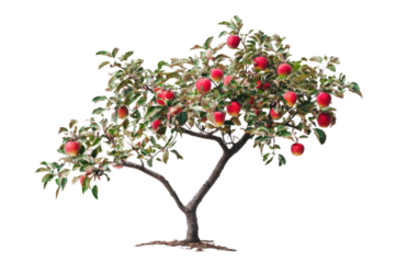 Apple tree isolated on white background PNG