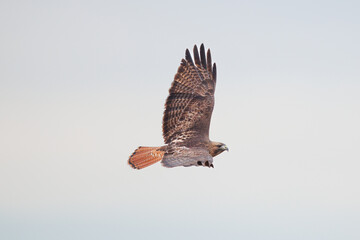 red tailed hawk scanning for prey
