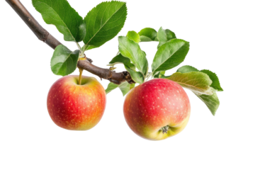 Apple tree isolated on white background PNG