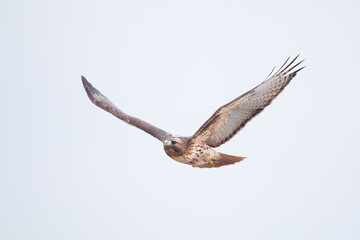 red tailed hawk scanning for prey