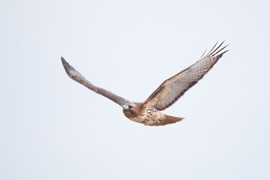 red tailed hawk scanning for prey