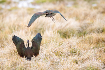 Ibis taking flight amoung the reeds