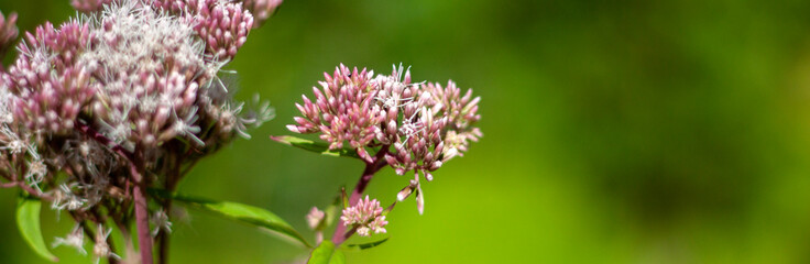 Eupatorium cannabinum blooms in the garden in summer. View of Eupatorium cannabinum blooming on a summer day.