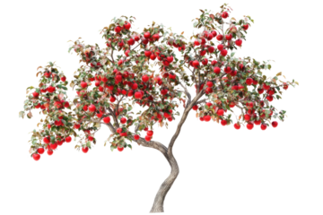 Apple tree isolated on white background PNG