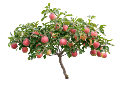 Apple tree isolated on white background PNG


