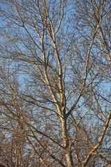 Bare tree branches