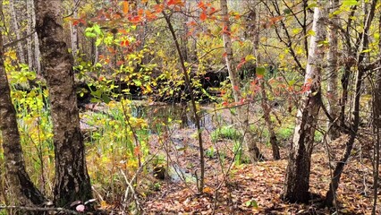 A beautiful autumn day, in the forest by the lake, the golden yellow leaves of a large tree. The warm sunlight creates a soft glow that highlights the natural beauty of the autumn landscape.
