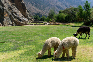 Peruvian alpaca and llama in the Sacred Valley surrounded by ancient ruins and mountains at Ollantaytambo site © pilar