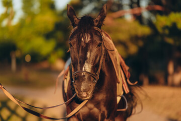 A horse in harness stands near a fence on a ranch in the summer.