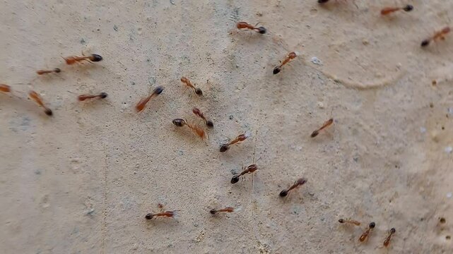 A group of red ants walking on the wall in the afternoon