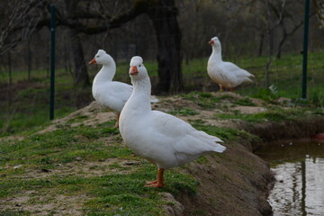 White Domestic Geese Grazing and Bathing. Authentic, unedited documentary photograph of white domestic geese engaged in natural behaviors - grazing and bathing.