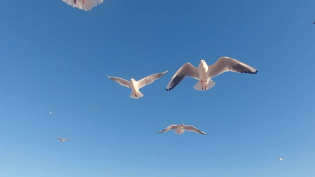 Gaviotas Barcelona Catalunia Espa&ntilde;a Vuelo 