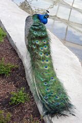 Fototapeta premium colorful peacock at Moscow Zoo