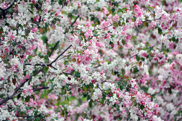 cherry blossom background