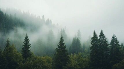 Misty Mountain Forest: A Serene Landscape Painting of Evergreen Trees in a Foggy Forest